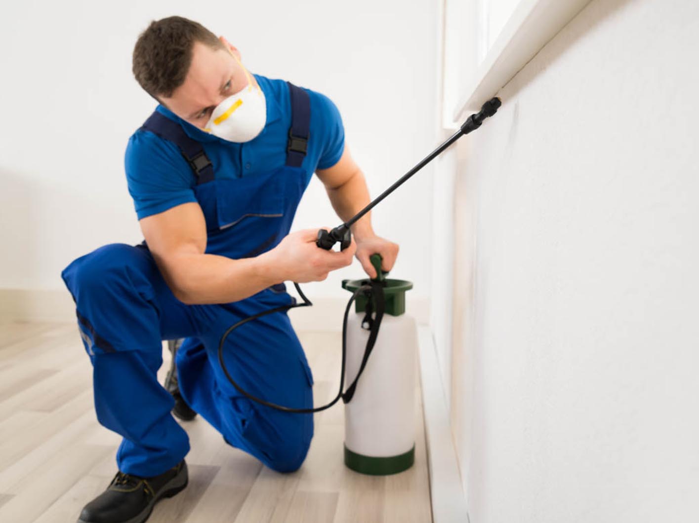 Contact Pest Control Services: Get Rid of Pests